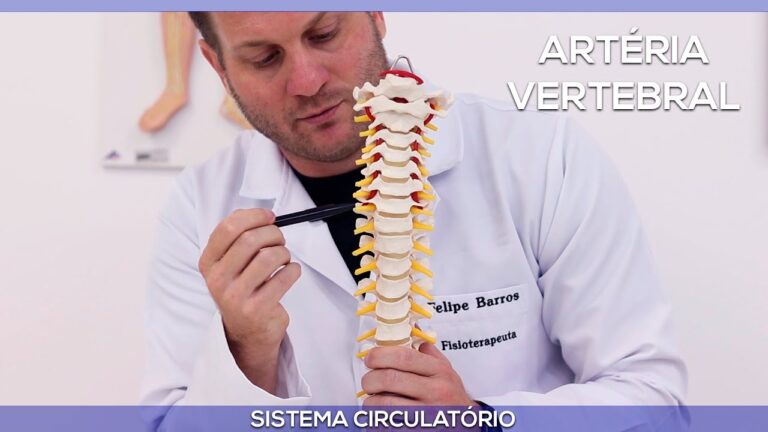 Anatomia e Função da Arteria Vertebral Direita