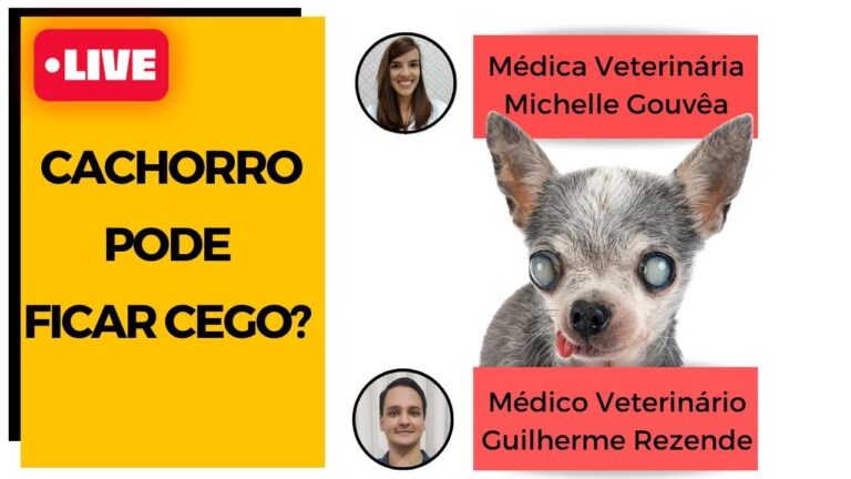 Catarata em Cachorro: Possibilidades de Cura e Tratamento