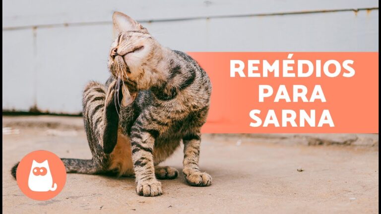 Remédios Caseiros Eficazes para Alergia de Gato