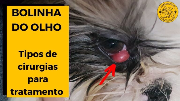Cuidados e Tratamentos para Carocinho no Olho do Cachorro