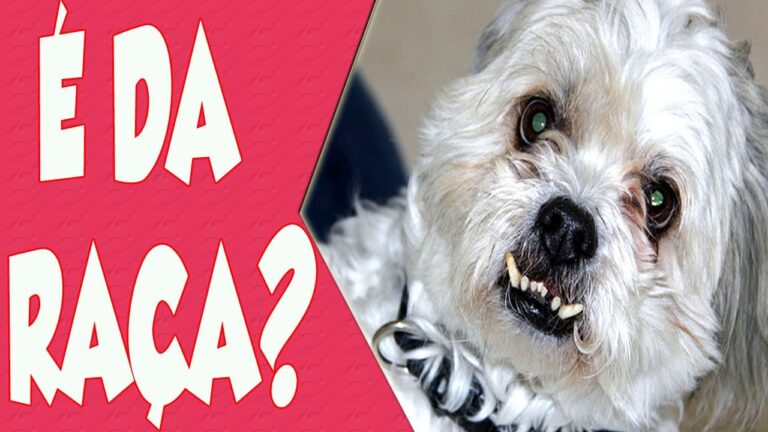 Cachorro com Dente Torto: Causas e Soluções