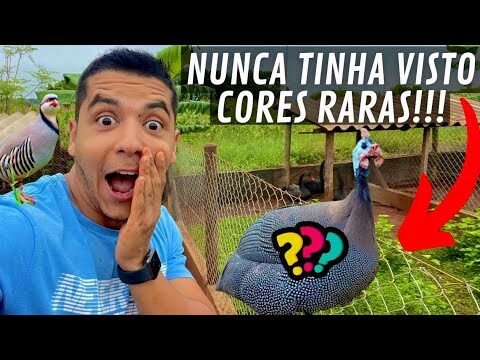 Homem de Peixes: A Galinha do Zod&iacute;aco