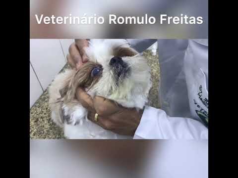 Cachorro com Olho Esbranquiçado: Causas e Cuidados Necessários