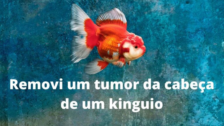 Causas e Soluções para Peixe com Caroço na Cabeça