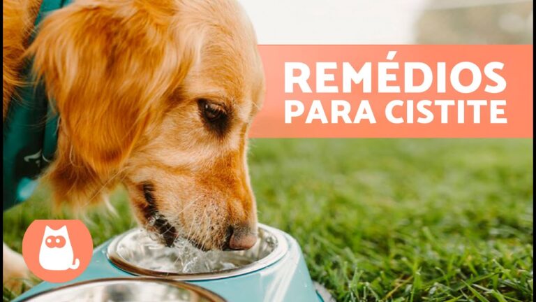 Rem&eacute;dios Caseiros Eficazes para Incontin&ecirc;ncia Urin&aacute;ria
