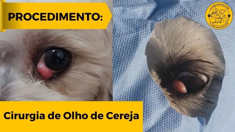 Caroço Perto do Olho do Cachorro: Causas e Cuidados