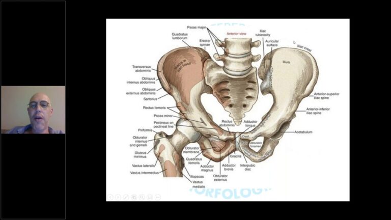 Anatomia do Femur e Bacia: Funções e Importância