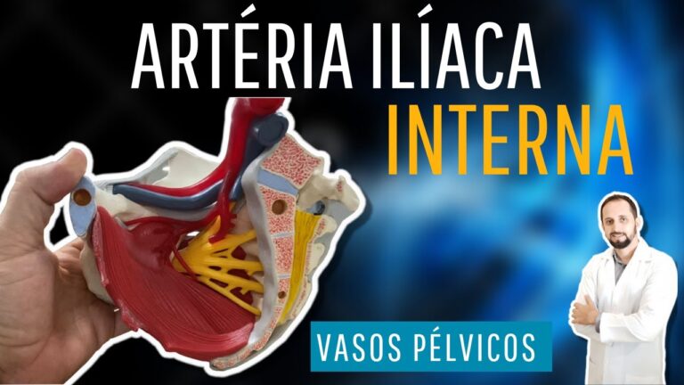 Localização da Aorta Ilíaca: Entenda Onde Fica