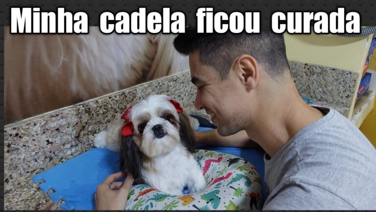 Cicatrização de Úlcera de Córnea em Cães