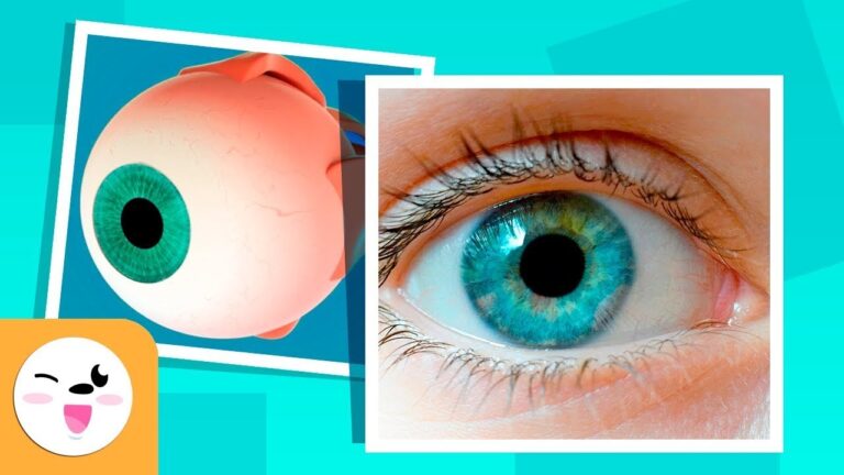 Até Que Idade os Olhos Crescem?