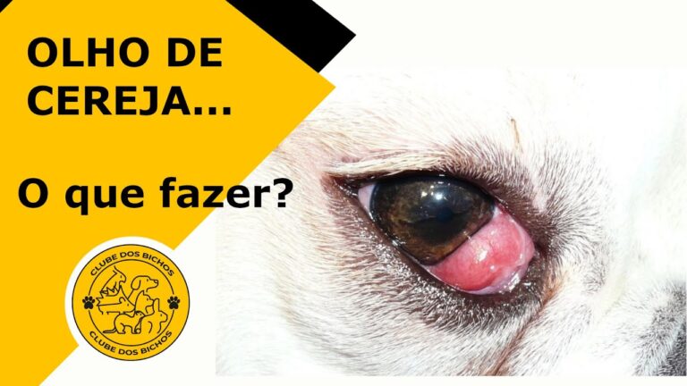 Bolinha na Pálpebra do Cachorro: Causas e Tratamentos