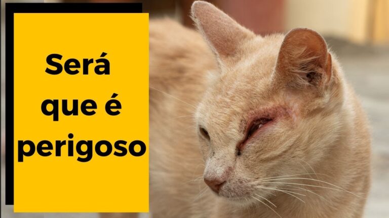 Doenças Oculares em Gatos: Causas e Cuidados