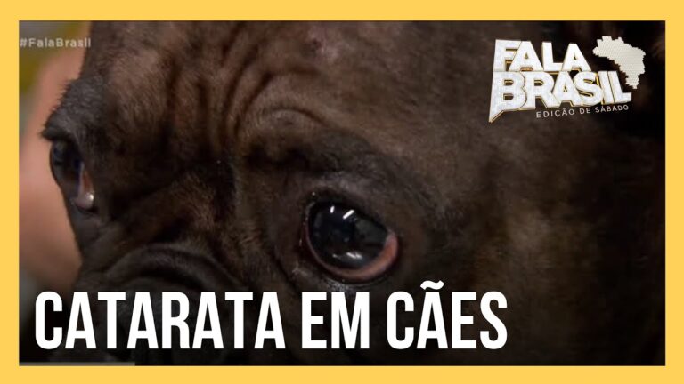 Sintomas de Catarata em Cachorros: Como Identificar e Tratar