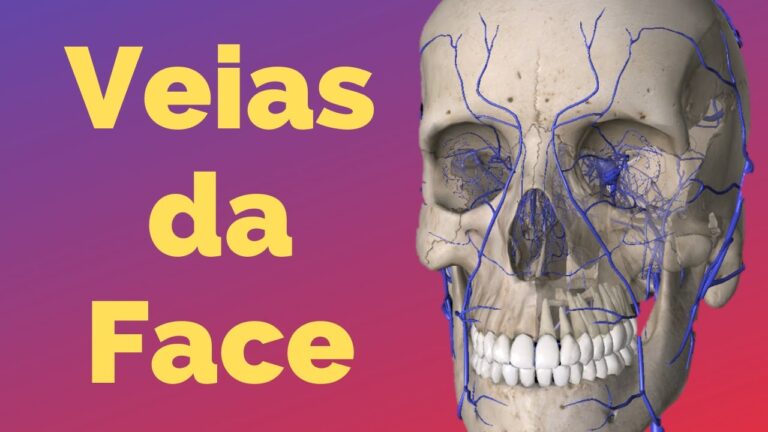 Entendendo a Veia da Face: Funções e Importância