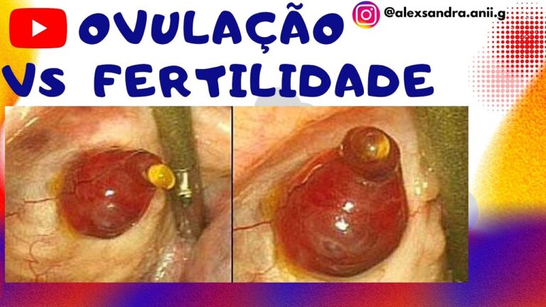 Diferença entre Período Fértil e Ovulação