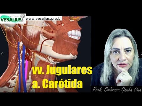 Carótida: Veia ou Artéria?