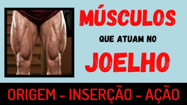 Explorando a Anatomia Muscular do Joelho