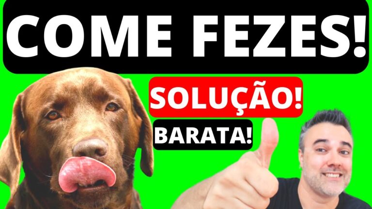 O Que Fazer ao Ingerir Fezes de Barata?